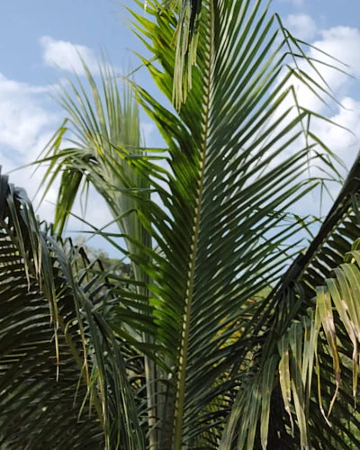 Palasathandu (Stick)