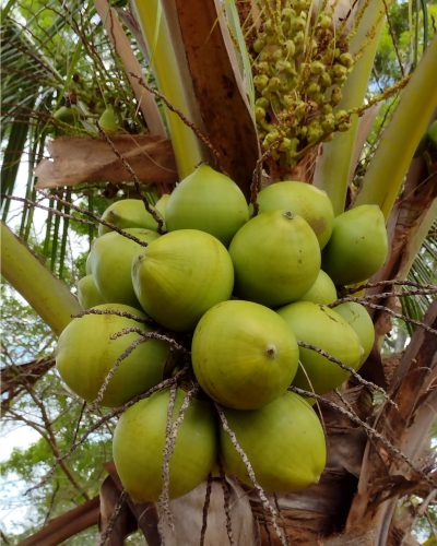 Green coconut