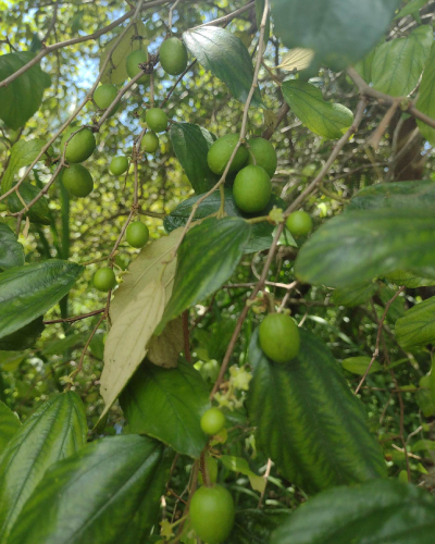 Jujube
