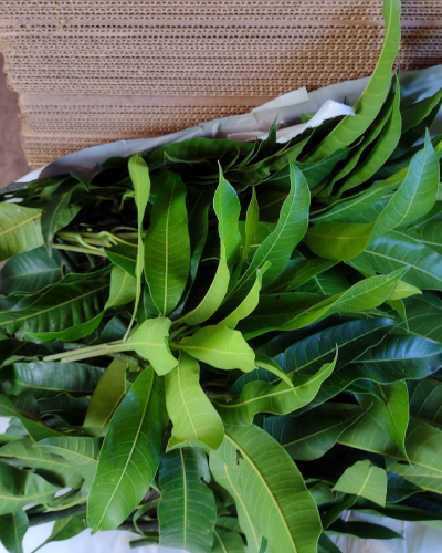 Fresh Mango Leaves