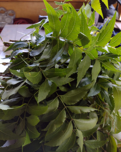 Neem leaves