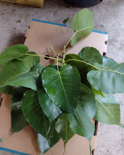 Patri (Mixed Leaves)