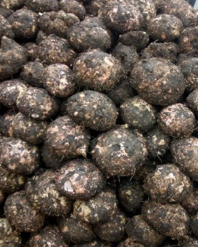 suran plant seeds Suran – Vedic Farm LLC