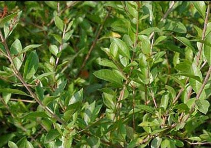 Marudhani Leaves (Henna)