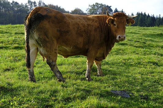 Komiyam (Cow Urine)