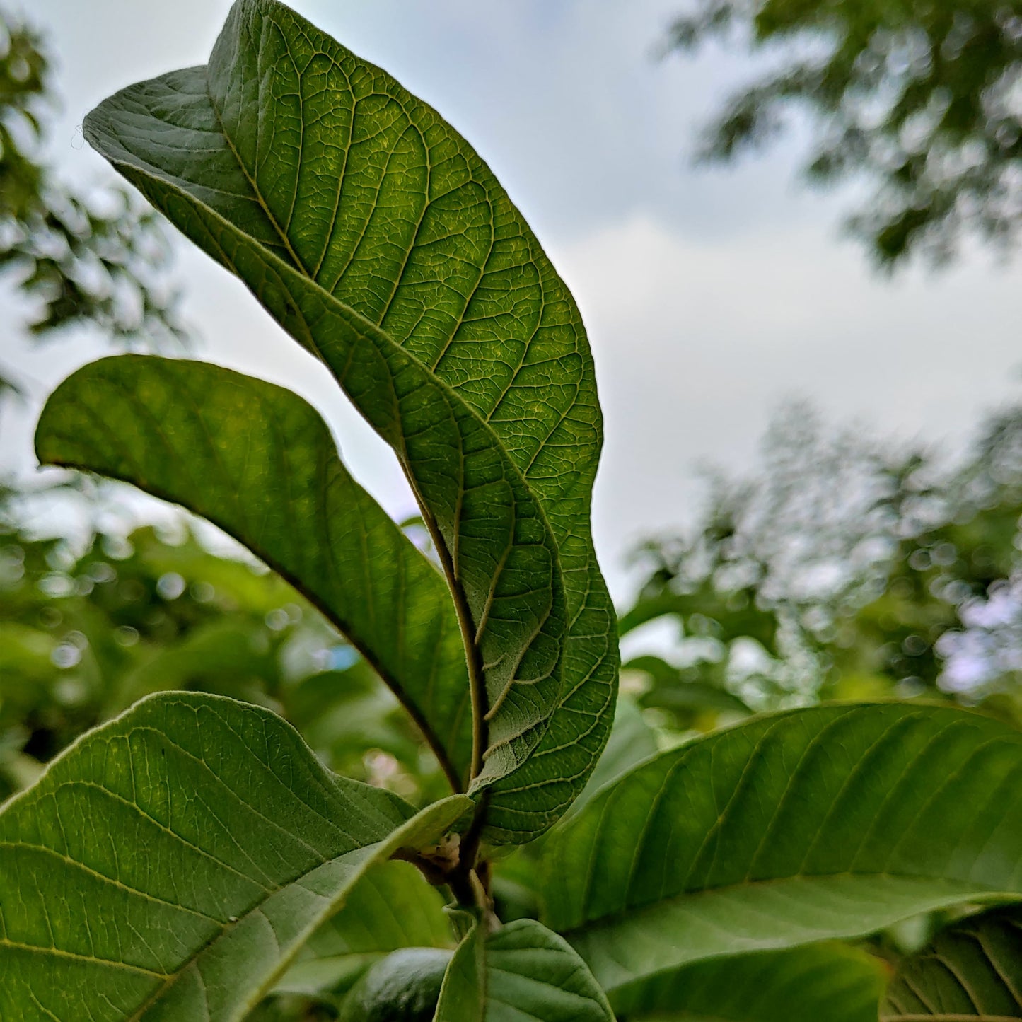 Alam Leaves