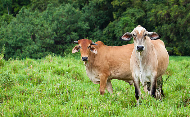 Feeding Cows (Seva)
