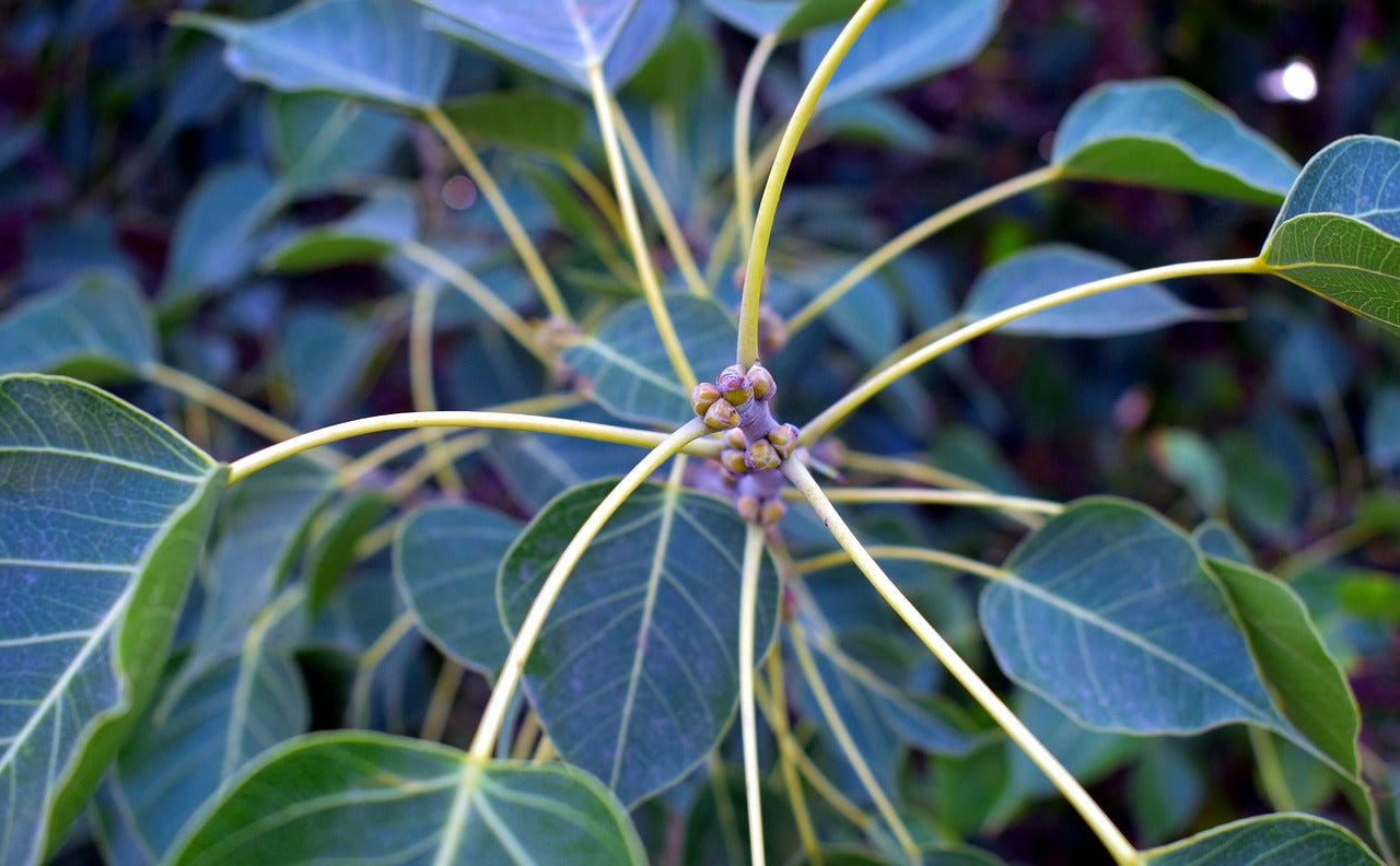 Ashwatha Leaves