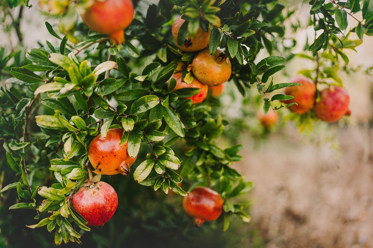 Pomegranate Leaves