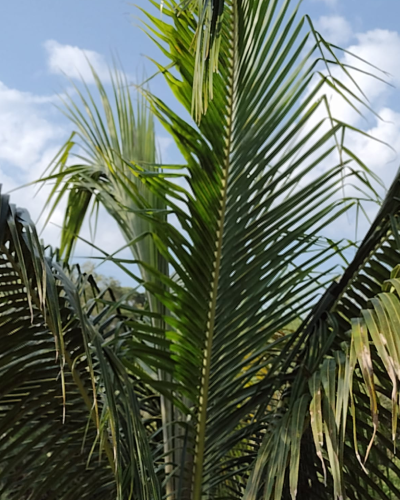 Coconut Leaves