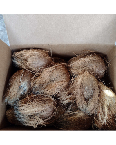 Pooja Coconut (Coconut with tuft)