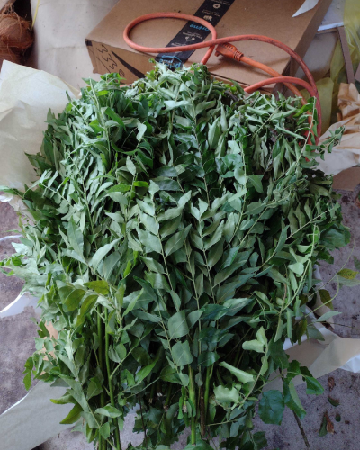 Curry Leaves