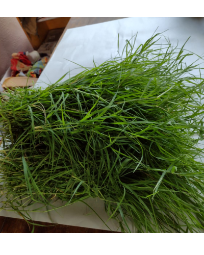 Durva Grass