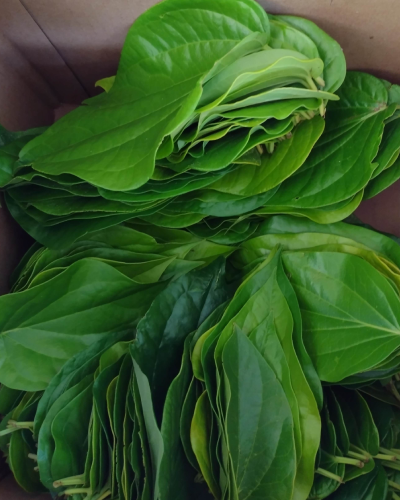 Paan Leaves